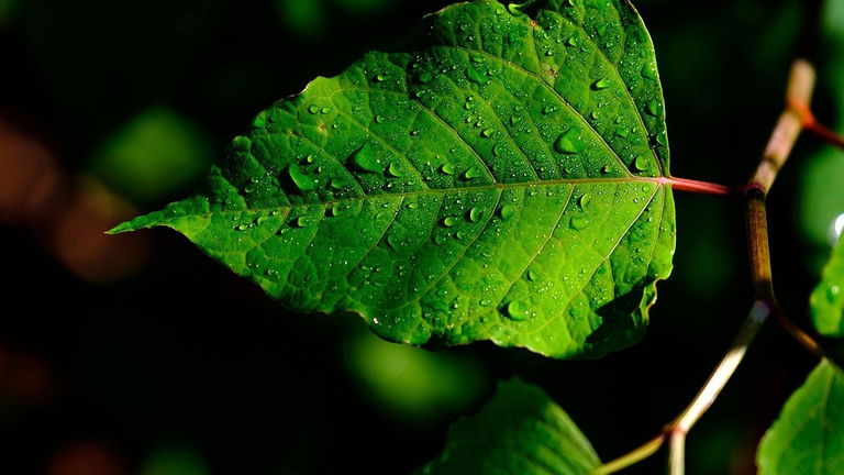 Cómo tu smartphone ayudará a que las predicciones del clima sean más precisas