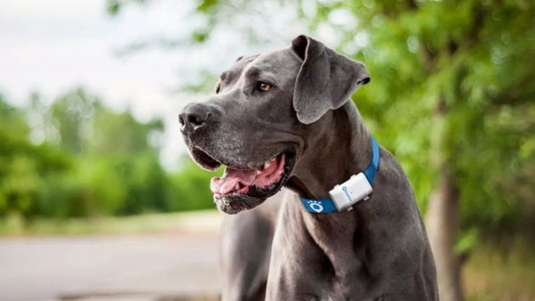 Ten a tu perro siempre localizado con Tractive GPS XL