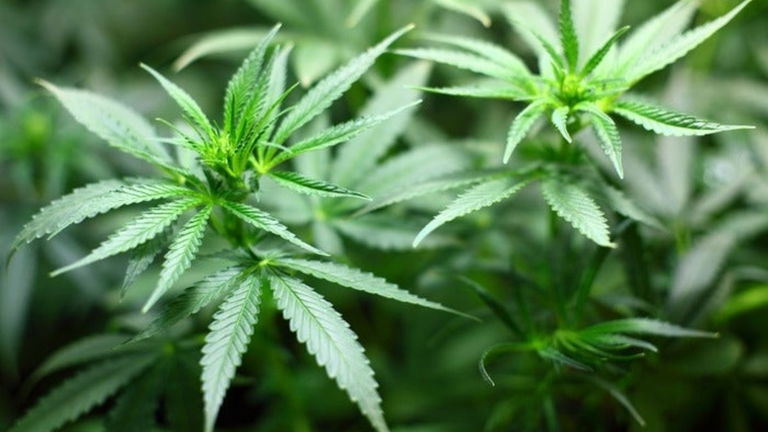 Google actualiza su política de apps: menos marihuana y más niños