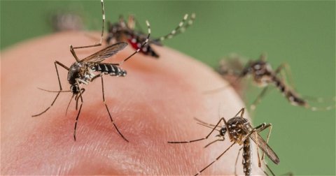 Google tiene un plan para acabar con los mosquitos que podría salvar miles de vidas cada año