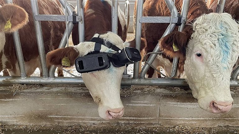 Metaverso en la granja: por qué este ganadero está usando cascos de realidad virtual en sus vacas