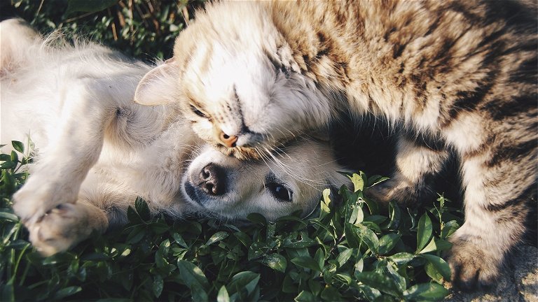 8 free apps to adopt dogs and cats