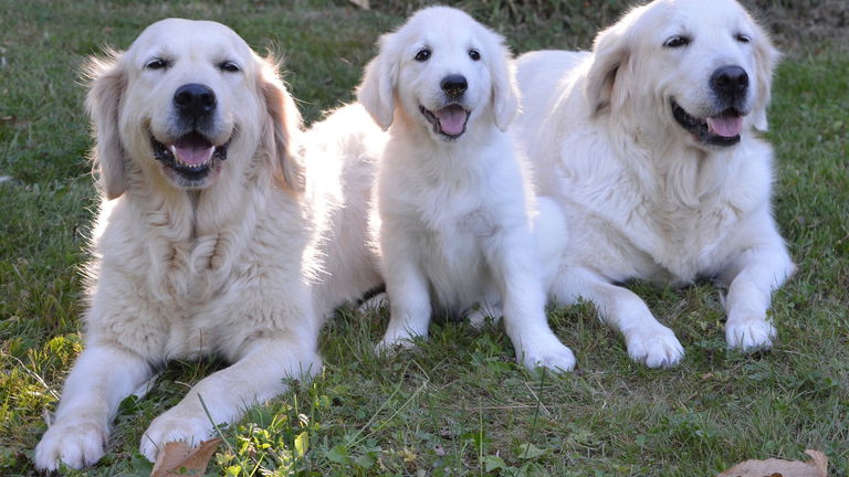 Samsung lleva desde 1994 entrenando perros en Corea del Sur, aunque hay una razón para ello
