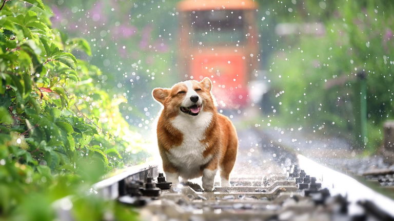 Esta aplicación puede poner a tu mascota a cantar y bailar