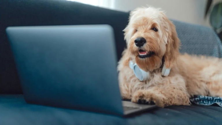 Científicos descubren que los perros están sufriendo una increíble mutación por culpa del ser humano y uno de sus eventos más catastróficos