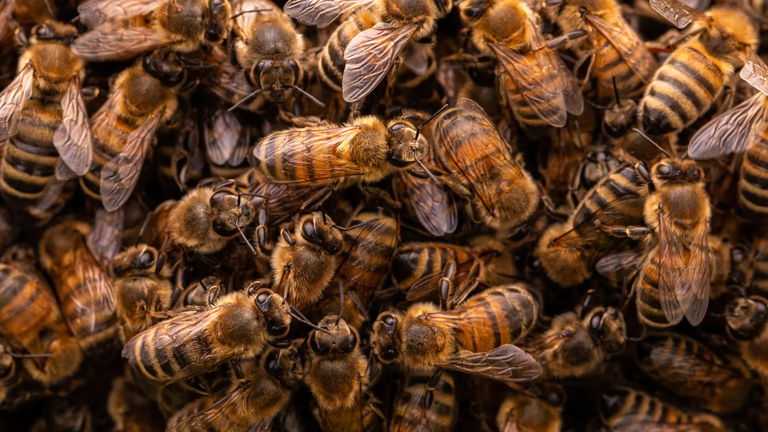 Las impresionantes fotos ganadoras del concurso de fotografía de naturaleza Nature TTL 2023