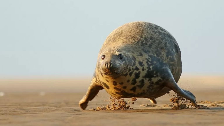 Los finalistas de los premios Comedy Wildlife Photo 2023: la cara más divertida de la vida salvaje
