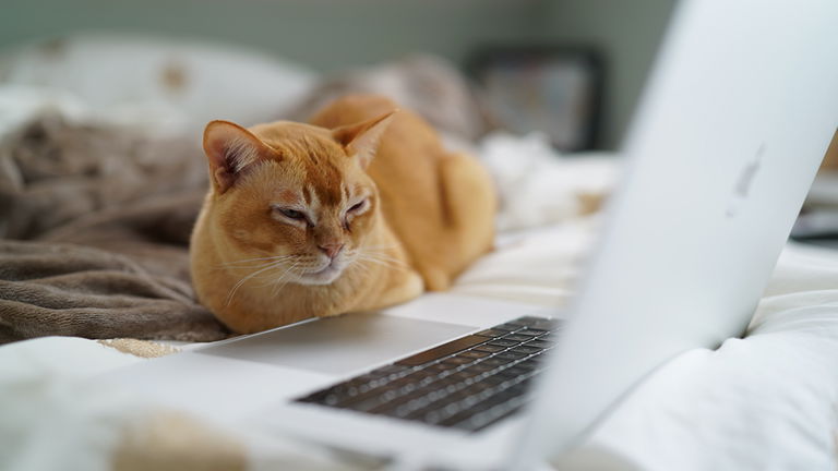 Un gato deja sin servicio a todo un hospital durante horas: todo por andar sobre un teclado