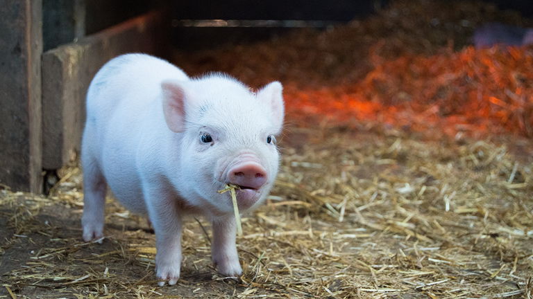 Le implantan el corazón de un cerdo y sobrevive: se trata de una gran revolución en el mundo de la medicina