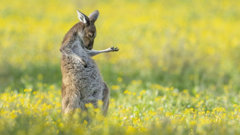 Las fotos de naturaleza más divertidas del año: estos son los ganadores de los 2023 Comedy Wildlife Photo