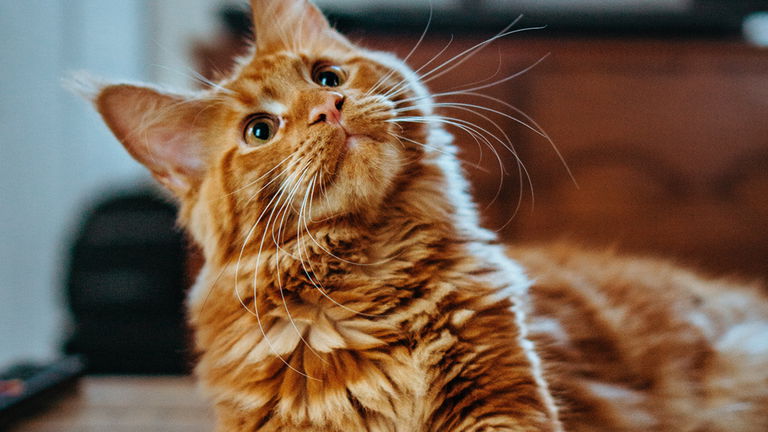 La IA rompe una nueva barrera: puede traducir los maullidos de tu gato