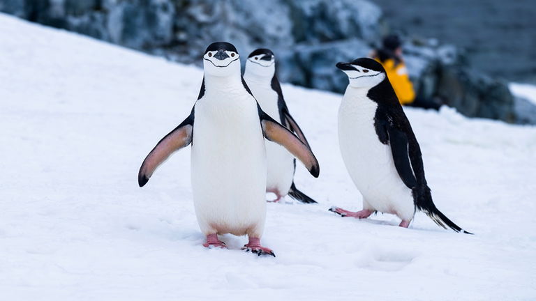 El mayor mito sobre los pingüinos ha quedado desterrado para siempre por un estudio científico