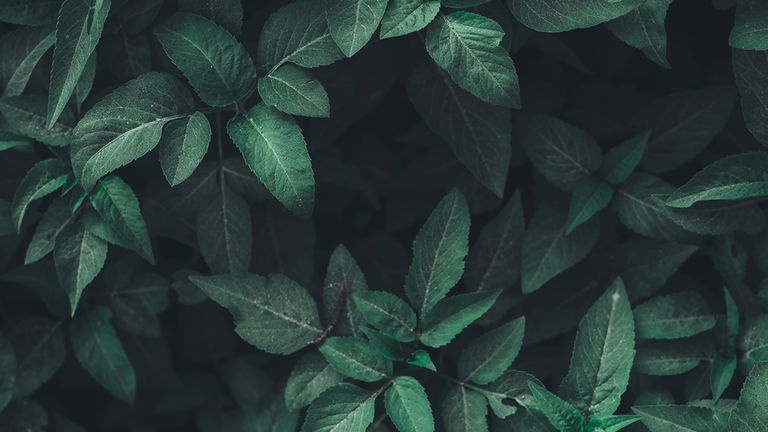 No, el oxígeno que respiras no viene de los árboles, sino de estas curiosas plantas