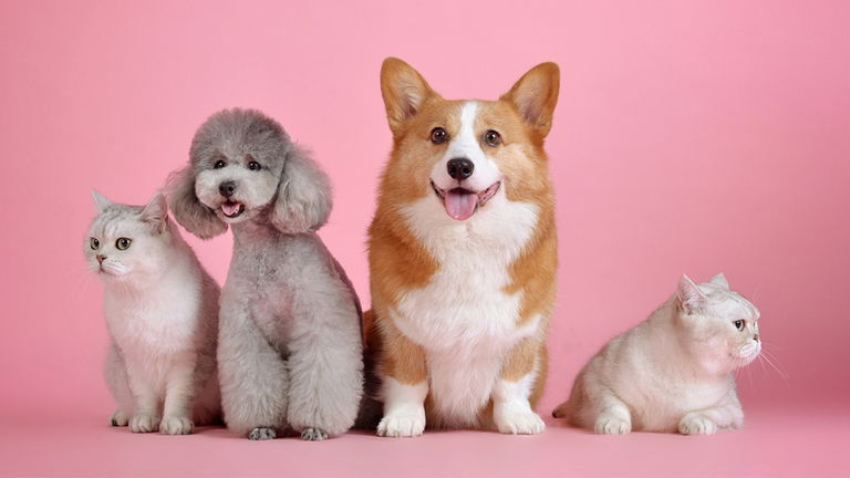 Este veterinario virtual integrado en WhatsApp usa la IA de Google para resolver tus dudas