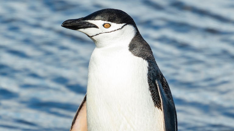 Estos pingüinos duermen más de 10.000 veces al día y es la clave para su supervivencia