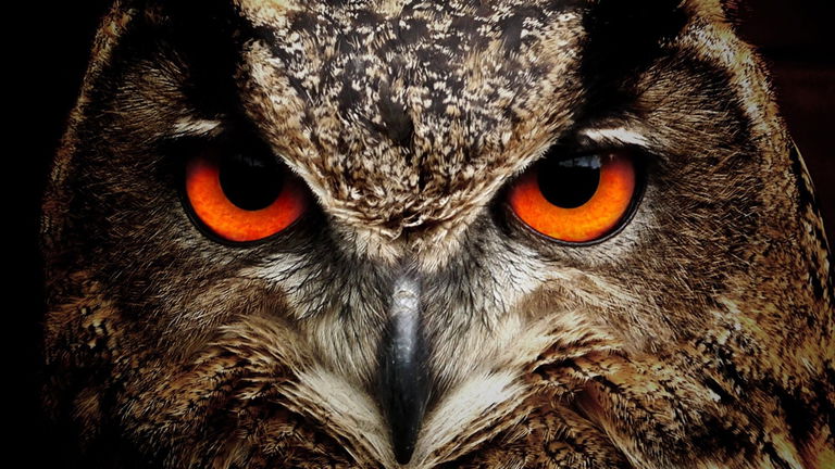 Más animales de los que pensamos tendrían conciencia. Un nuevo estudio apunta a ello