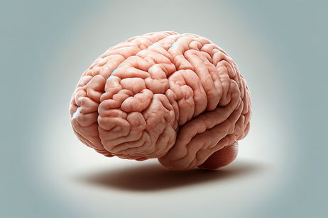 En un giro sin precedentes, han conseguido evitar uno de los grandes problemas al investigar el cerebro
