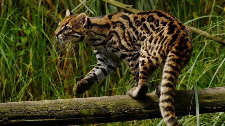 Este bonito gato acaba de ser descubierto en nuestro planeta. Ya corre un gran peligro de extinción