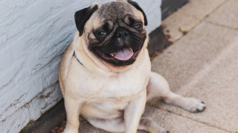 Pronto podrás saber que significan los ladridos de tu perro gracias a una nueva tecnología