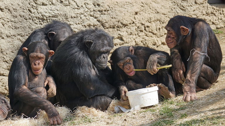 Lo que hacen estos chimpancés con briznas de hierba dice mucho sobre nosotros