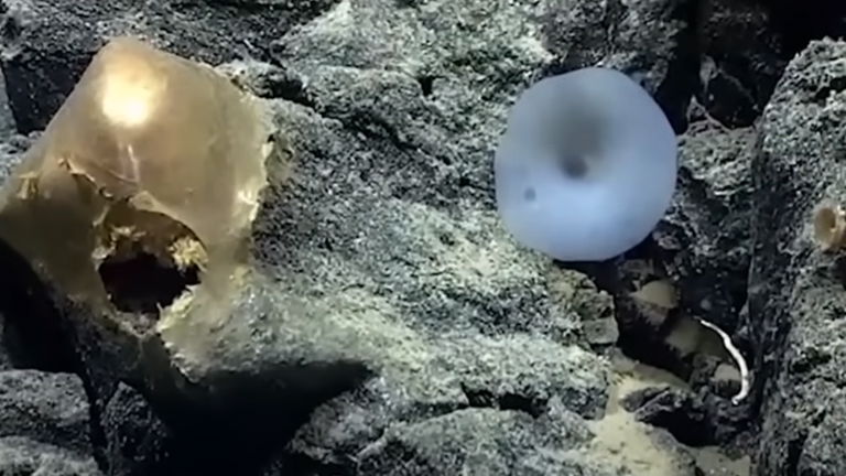 Encontraron un extraño orbe dorado en las profundidades del océano. Su contenido puso en jaque a la ciencia