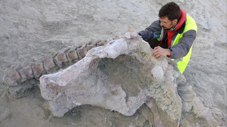 Descubren un dinosaurio manchego que pesaba 15 toneladas. Ha sido bautizado en homenaje a la región