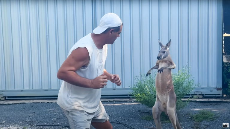 Frank Cuesta ya tiene rival en su propia 'Velada del Año': el canguro de su santuario se enfrenta a él en este gracioso vídeo