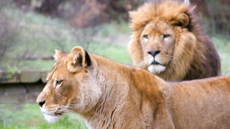 Este es el depredador más temido de África y no, no es el león. No hay animal más temible en la Tierra que nosotros