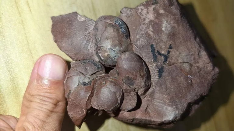 Encuentran uno de los huevos más antiguos y pequeños de la historia. Es de un dinosaurio