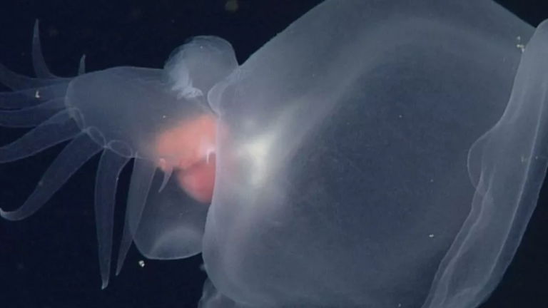 Nunca habíamos visto a esta criatura fantasma que vive en las profundidades del océano. Ahora ha aparecido por primera vez