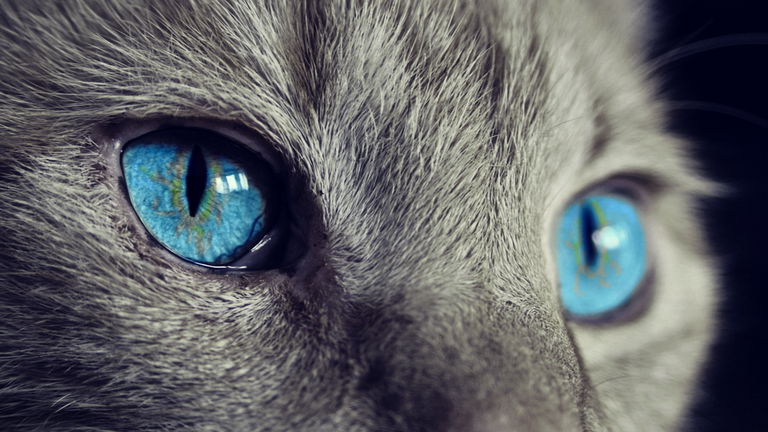 Este gato cuántico ha logrado un hito sin precedentes: sobrevivir 1,400 segundos