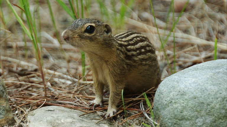 La clave para viajar al espacio profundo la tienen unos animales inesperados: las ardillas