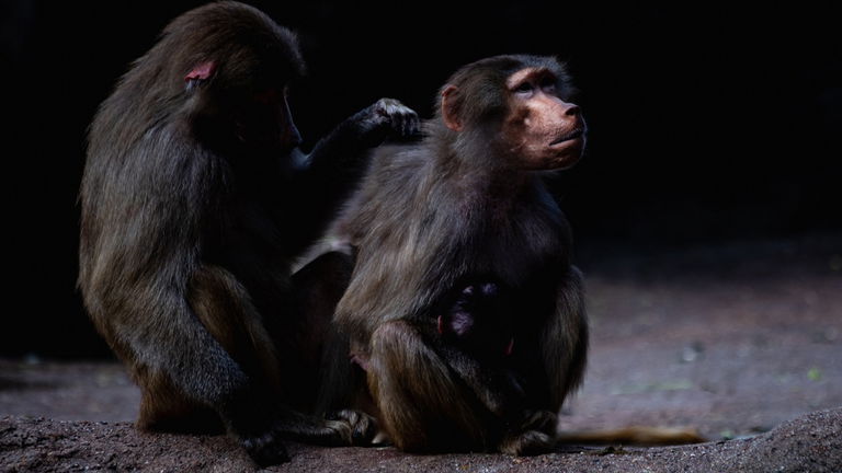 Los animales de los zoos actúan muy raro cuando se marchan los humanos. No es como en la película 'Madagascar' pero casi