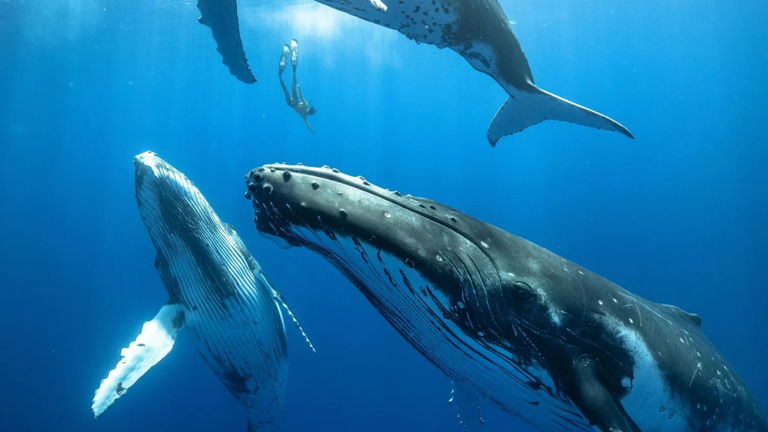 Una ballena bate el récord de migración de su especie solo para aparearse. Recorrió un tercio del planeta