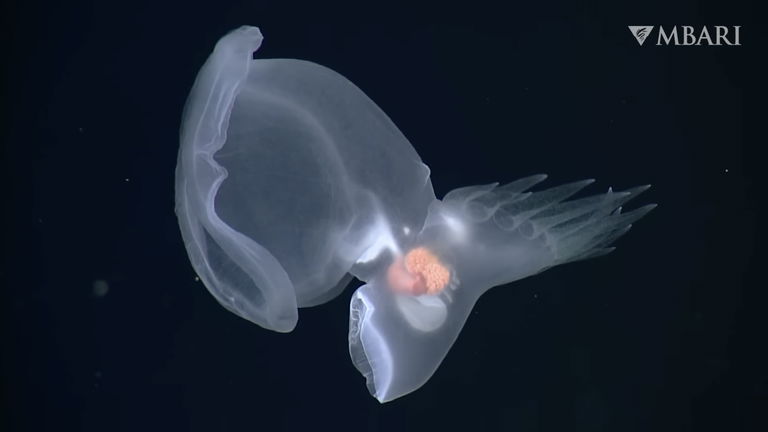 Este fantasma de las profundidades es algo nunca antes visto. Se trata de un animal imposible en otras circunstancias