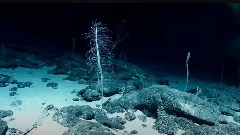 Este animal es capaz de vivir durante 11.000 años en un lugar casi imposible