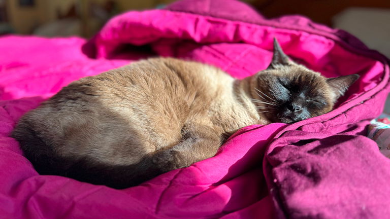 Tu gato podría ser un psicópata, pero unos científicos ahora tienen un test para confirmarlo