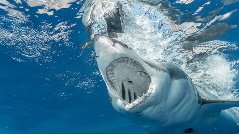 Hasta el tiburón blanco tiene depredadores: le están poniendo contra las cuerdas