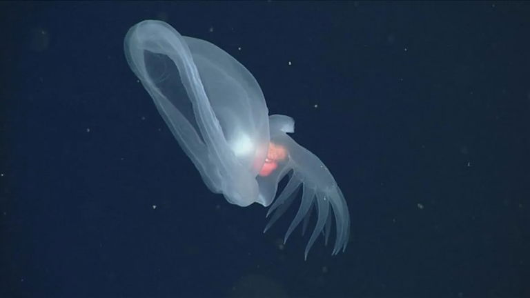 Descubren una nueva especie de babosa marina que brilla en las profundidades del océano