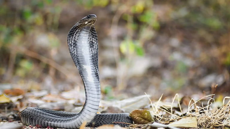 La IA consigue algo sorprendente: curar el veneno de una serpiente MUY tóxica