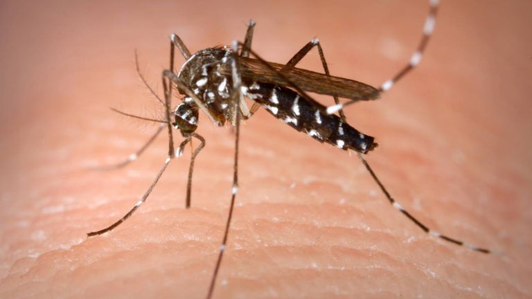 La última arma contra los mosquitos: machos modificados con semen letal