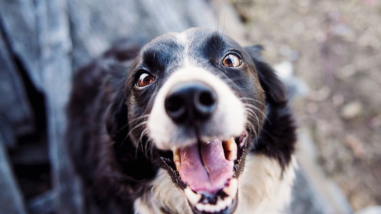 Este es el motivo por el que los animales no necesitan cepillarse los dientes