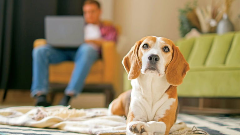 Los científicos acaban de encontrar la manera perfecta para que tu perro te preste atención, pero quizás ya la conozcas