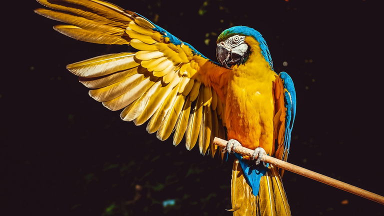 Hablamos como loros, y nuestro cerebro no sería muy diferente al de ellos