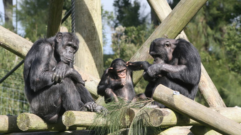 Han cazado a unos chimpancés haciendo algo muy humano: compartir alcohol