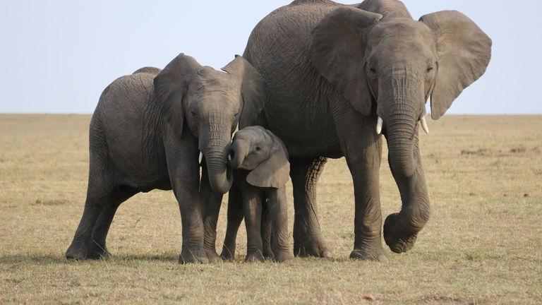 Estos cercanos animales pueden derrotar al cáncer, y tienen la clave para que los humanos también
