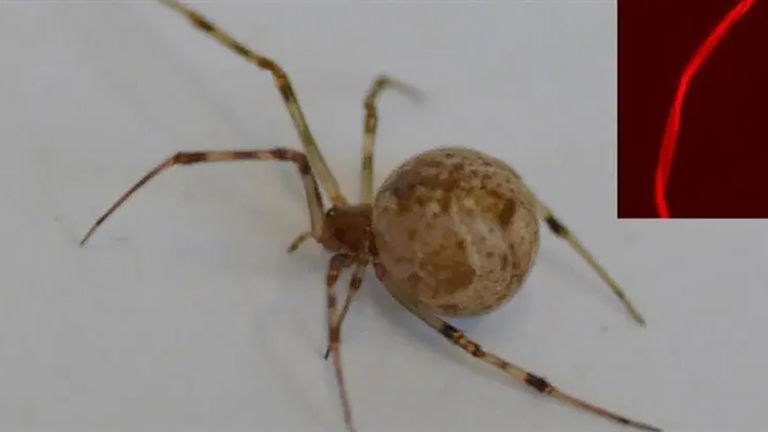 Han editado los genes de una araña: ahora su tela es fosforescente