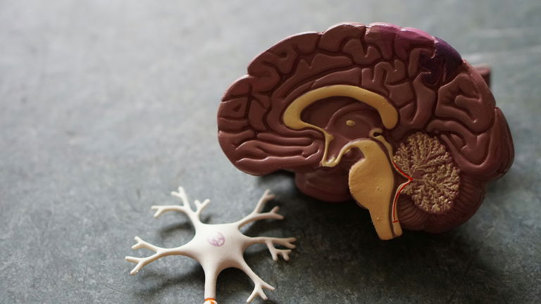 Las conmociones cerebrales tienen solución, y la clave está en un hongo