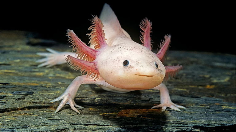 Este precioso animal tiene la clave para que los humanos recuperen sus miembros perdidos