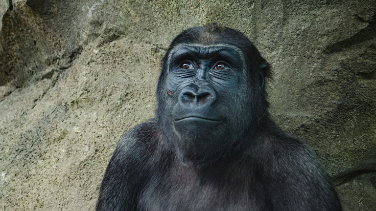Mascarillas y distanciamiento: la fórmula que salvó a los chimpancés de un virus mortal